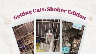 GETTING NEW CATS AT THE CAFE : SHELTER EDITION by The Shabby Tabby Cat Cafe 917 views 1 year ago 9 minutes, 16 seconds