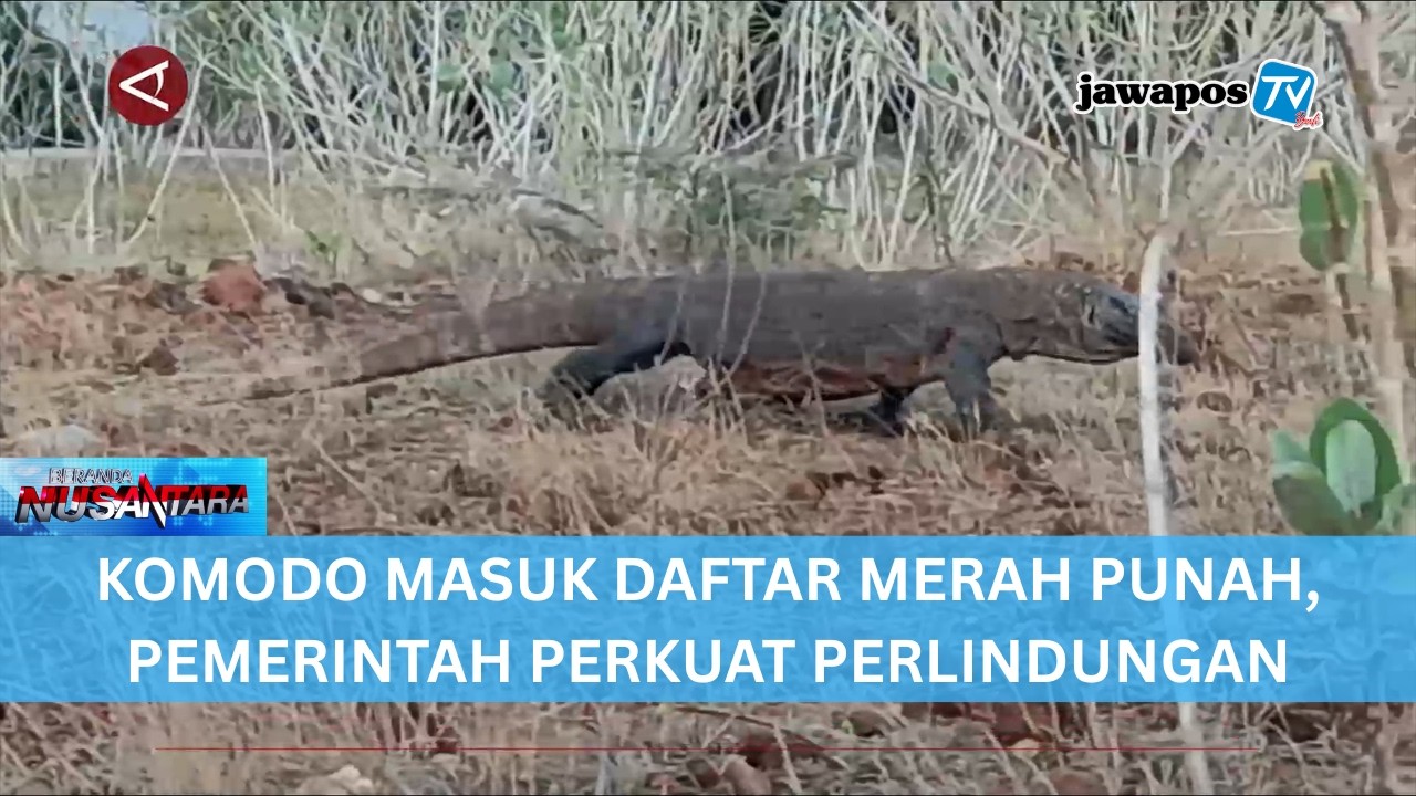 KOMODO MASUK DAFTAR MERAH PUNAH, PEMERINTAH PERKUAT PERLINDUNGAN || BERANDA NUSANTARA