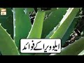 Aloe vera ke fawaid  hikmat aur sehat  7th october 2019  ary qtv
