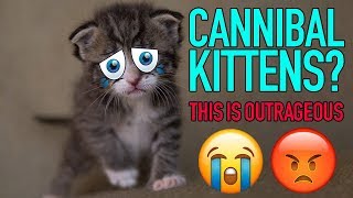 🔴 USDA KITTEN & CAT CANNIBALISM SCANDAL!! 🔴 by Cat Universe 192 views 5 years ago 4 minutes, 58 seconds