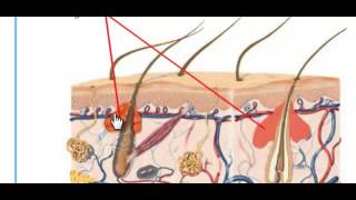 The Human Integumentary System
