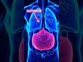 What is the Diaphragm? #biologyshorts #facts #diaphragm #breathing #humanbody