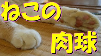 猫の肉球 Youtube