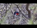 Mistletoebird at stuarts well roadhouse jun 2023