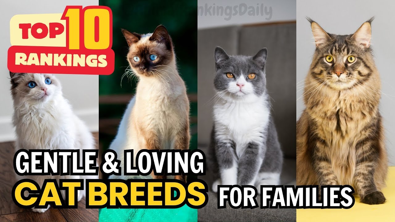 Top 10 Best Cat Breeds for Families with Kids 🐱❤️ | Perfect Family Cats 2025