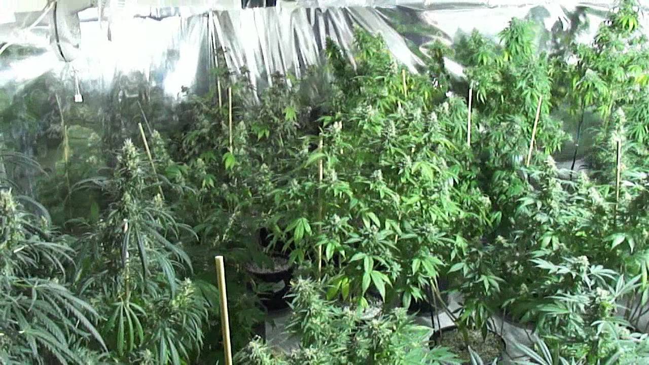 53 DAYS  Advanced Nutrients