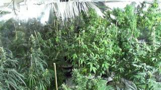 53 DAYS  Advanced Nutrients