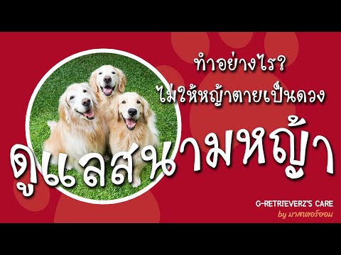 วีดีโอ: สนามหญ้าฆ่าสุนัข: วิธีป้องกันหญ้าจากปัสสาวะสุนัข