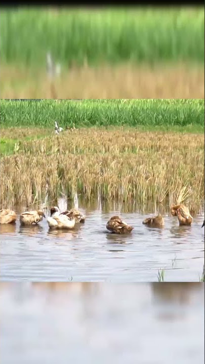 Bebek berenang di sawah sambil lihat??