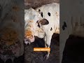 lumpy virus cowpox