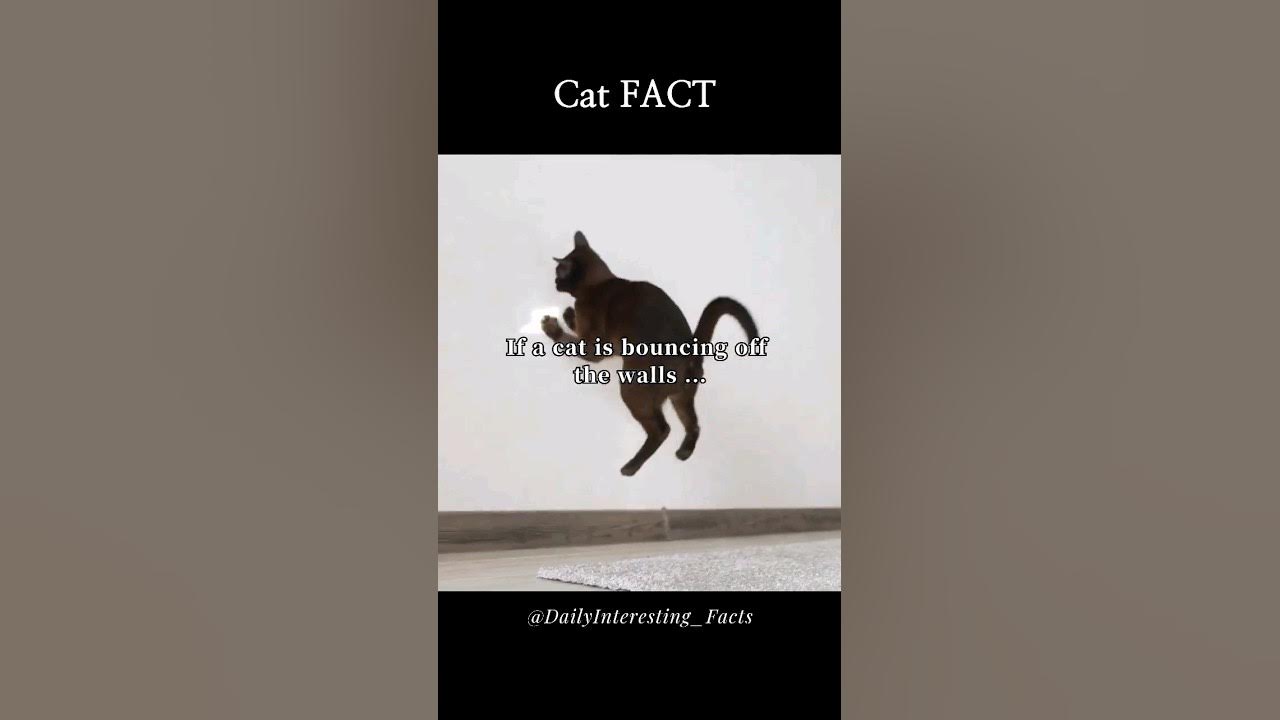 [Cat Fact ] If a cat is bouncing off the walls shorts 