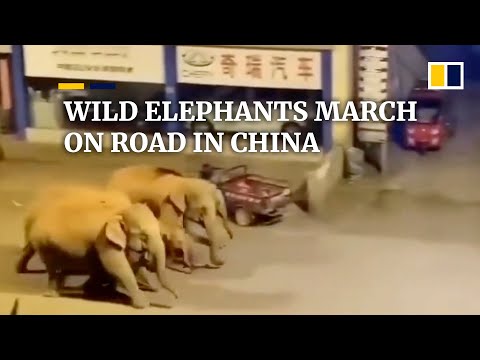 Wild elephants march on road in China