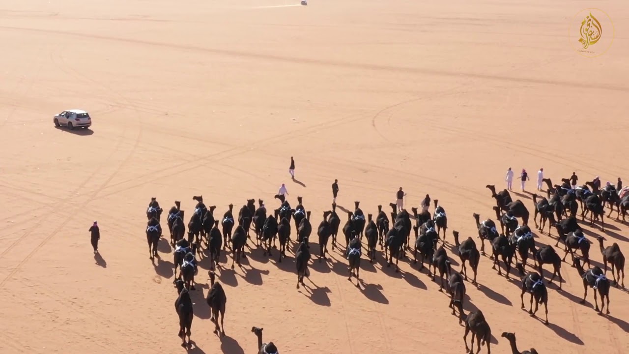 مسيرة المالك بندر محمد عادي الشيباني