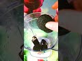 عصير ميلك اوريو و هوهوز شوكولاتة فاخر من الاخر Chocolate Cake Oreo Shorts Youtube كيكة 