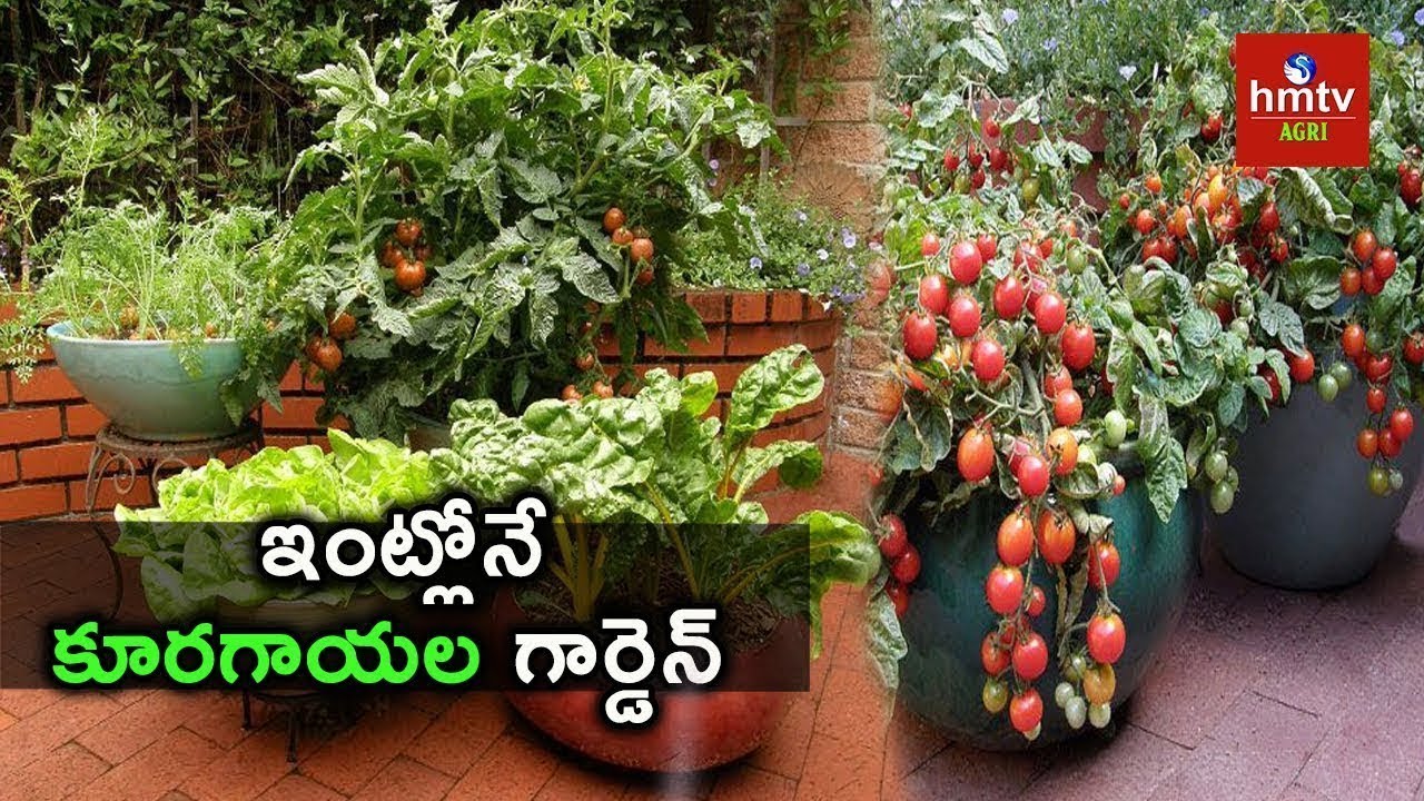 Container Vegetable Garden | Container Garden Culture In Cities | hmtv