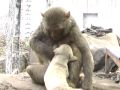 monkey-puppy love 1 (1).wmv