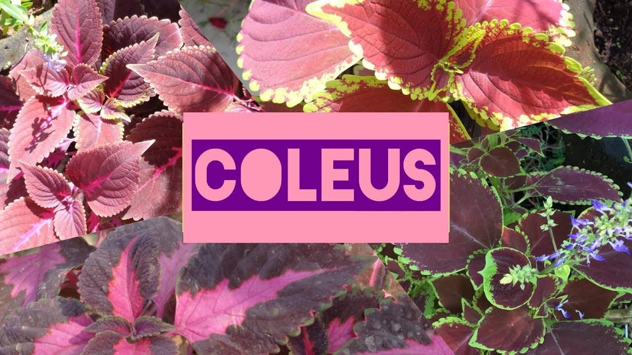 Varieties of Coleus Plant | How to Grow Coleus plant, Care and Propagate - YouTube