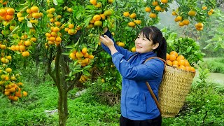 Download Lagu WARNING Don't Make These TANGERINE Harvesting MISTAKES or You'll REGRET It MP3 Download Lagu WARNING Don't Make These TANGERINE Harvesting MISTAKES or You'll REGRET It MP3