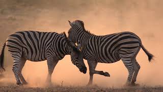 African Wildlife in Slow Motion movie