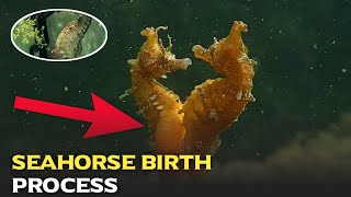 seahorse birth process| Seahorse reproduction | Sea horse