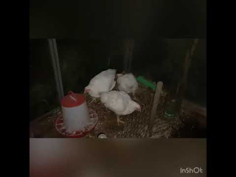 Забой последних сентябрьских