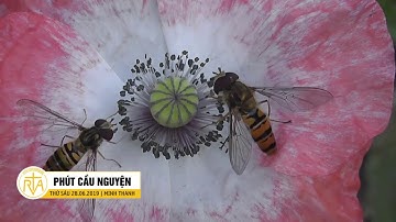 Phút Cầu Nguyện, Thứ Sáu 28/06/2019:  Kinh Đền Tạ Trái Tim Cực Thánh Đức Chúa Giêsu