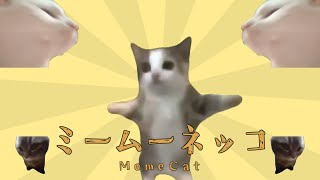 мем кошка【YTPMV】