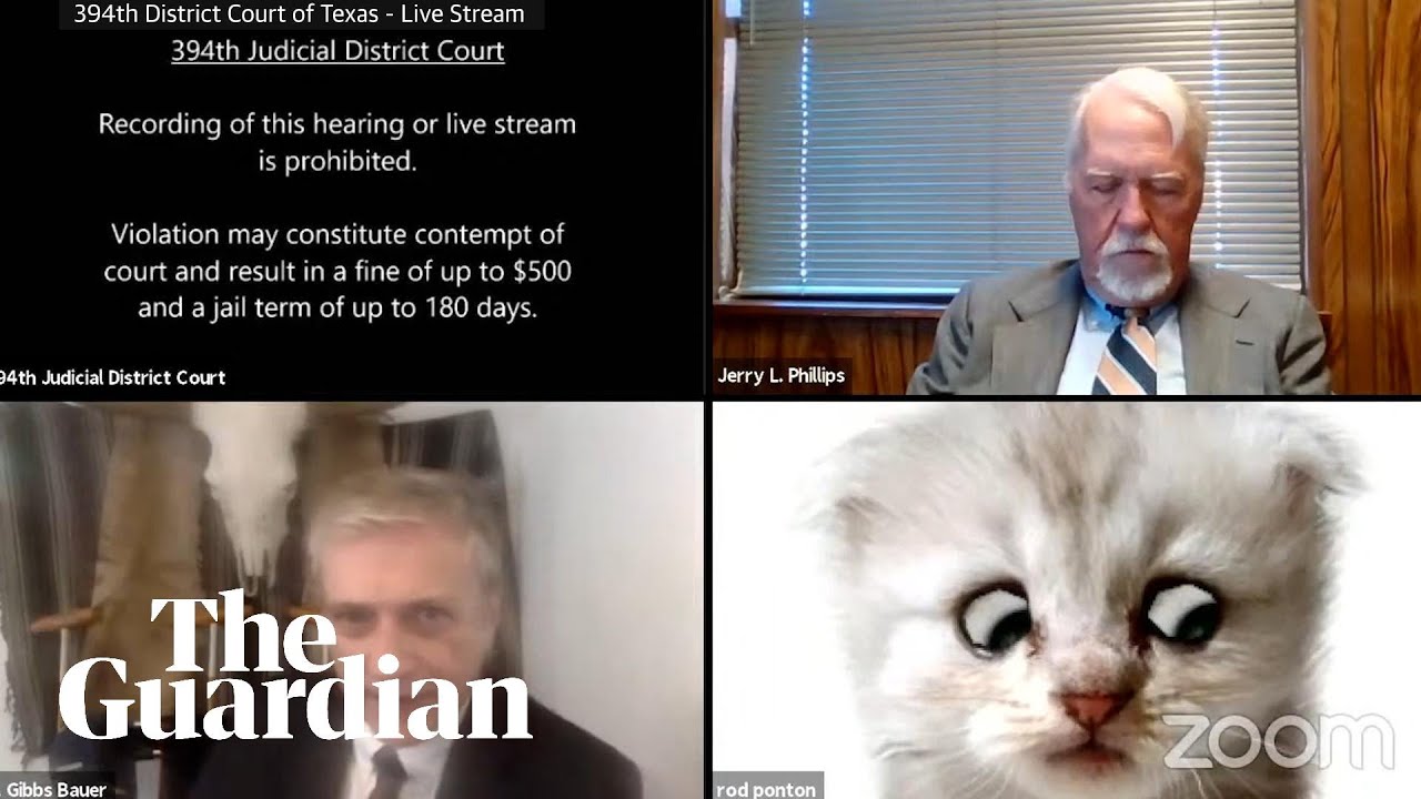 The Joy Of Lawyer Cat Is That It Teaches Us Nothing It S Just Very Funny Zoom The Guardian