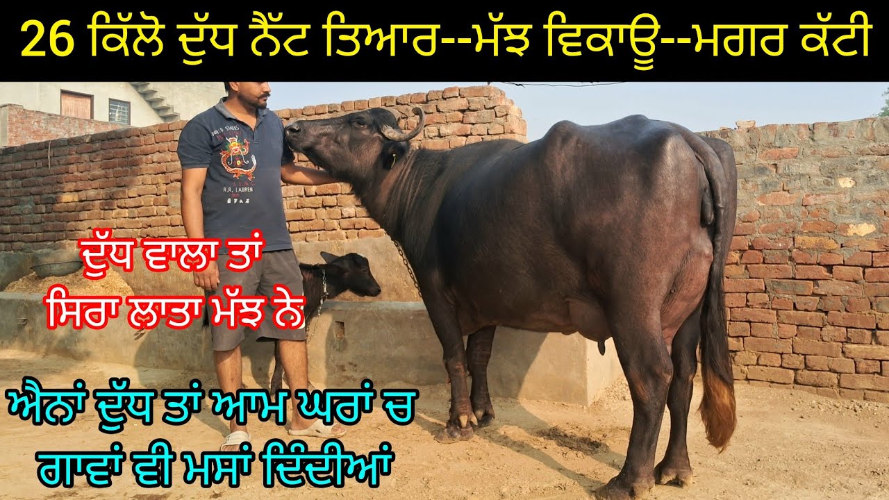 26 ਕਿੱਲੋ ਦੁੱਧ ਕਹਿਣ ਦੀ ਗੱਲ ਨੀਂ , ਬਾਈ ਨੇ ਤੋਲਕੇ ਮੱਝ ਵੇਚਣੀ ਆਂ.   26 kg High milking murah buffalo sale.
