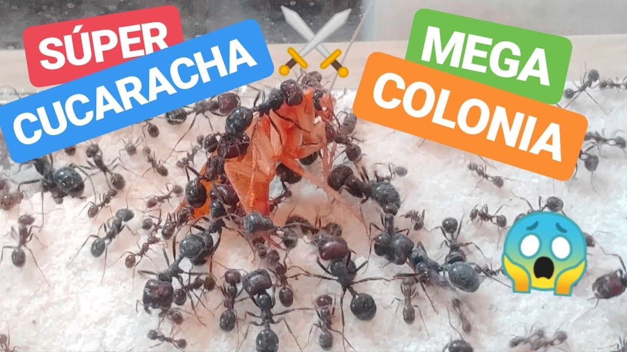 Juego de mesa Batalla de Cucarachas de Famosa - Como matar cucarachas 