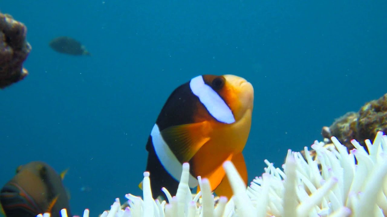 Snorkering in Ishigaki. Yellowtail clownfish クマノミ 米原ビーチ 石垣島