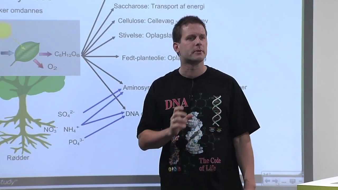 Biologi C - Økologi - Fotosyntese