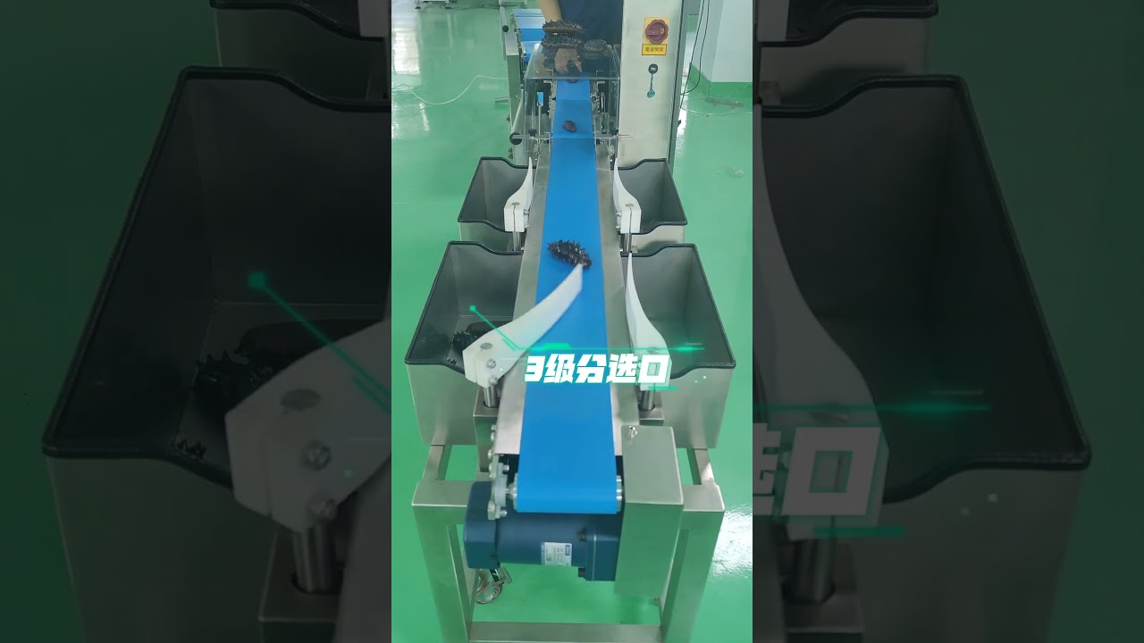 Automatic weight grading weight grader machine for cucumber seafood