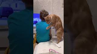 Loving Cat Tenderly Rubs Itself against Boy’s Head