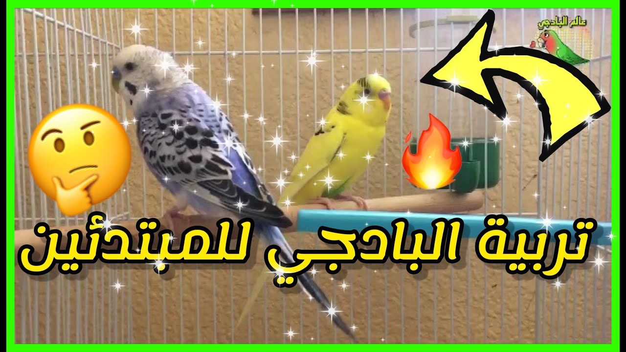تربية طيور البادجي للمبتدئين | طيور الحب | البيروش | معلومات مفيدة