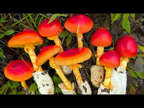 2026: Summer in full swing with mushrooms like Amanita caesarea