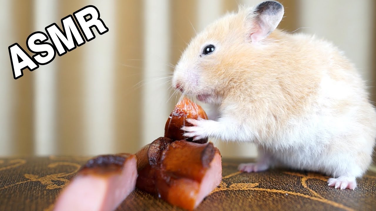 Hamster Eating Sausage Animals Cute Hamster | my Animal #1 