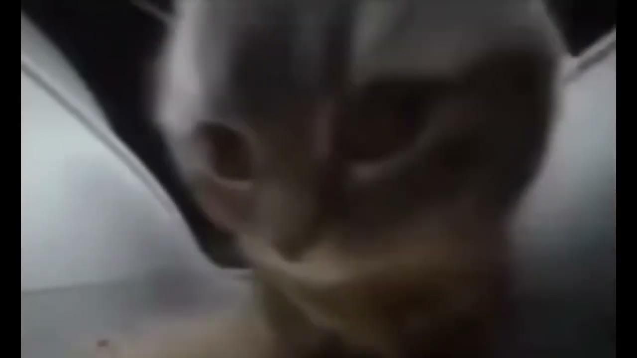 Спасатели мультсериал чип и дейл. Мультсериала "чип и дейл" 2016. Чип и дейл. Чипи чипи чапа чапа 10 часов видео. Чипи чипи чапа чапа 10 часов видео.