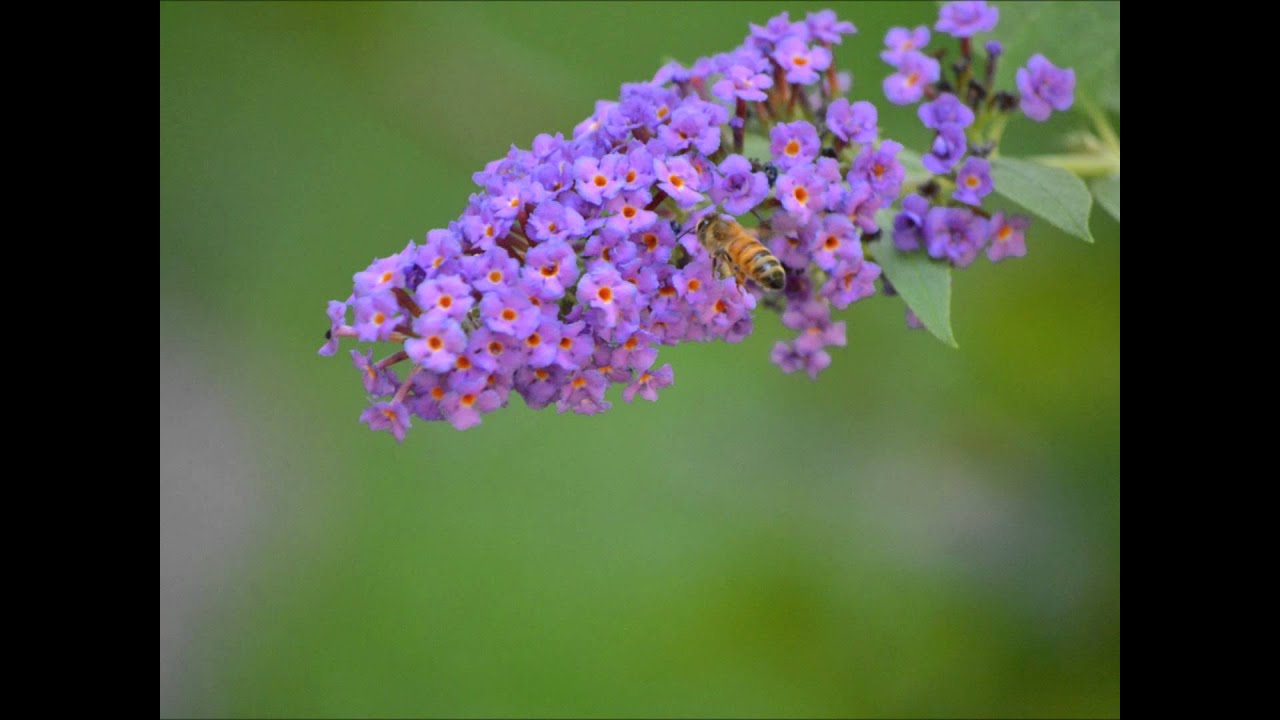 Monarch - YouTube