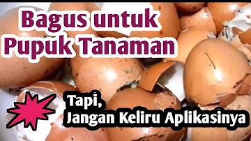 Tinggalkan Cara Keliru Memupuk Tanaman dengan Cangkang Telur [Gunakan Cara yg Tepat]