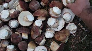 ГРИБЫ И ВОЙНА-2: Воспоминания о лете. Видеоотчет грибного счастья)