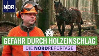 Harvester, Sägen, Rückepferde – Holzeinschlag im Akkord | Die Nordreportage | NDR