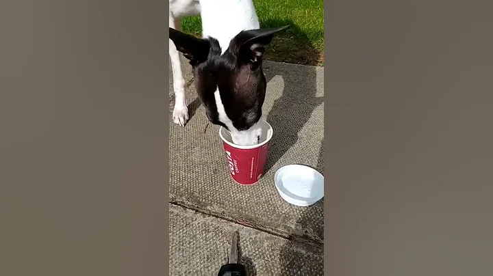 whippet style 😝#shorts #whippet #dog #costa