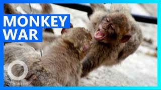 Rival monkey gangs battle over banana - TomoNews