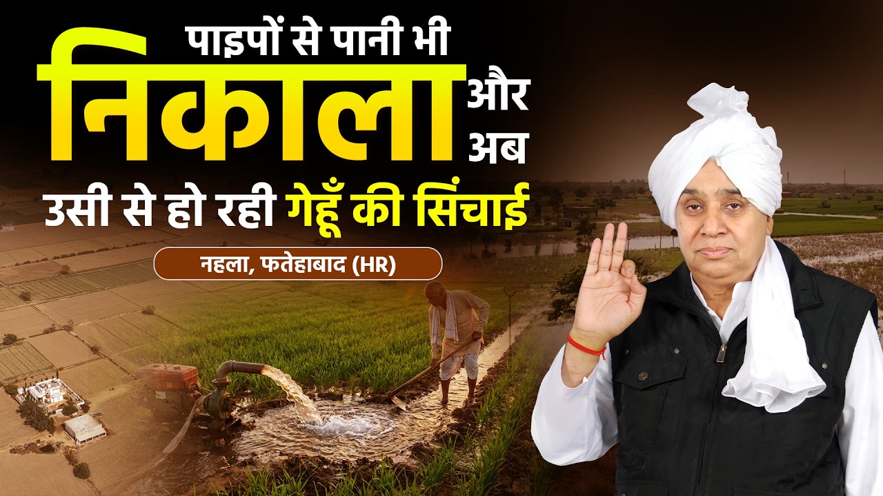 नहला, फतेहाबाद (HR) ग्राउंड रिपोर्ट: पाइपों से पानी भी निकाला और अब उसी से हो रही गेहूँ की सिंचाई।