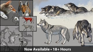 How to Draw Wolves, Coyotes & Foxes - Sneak Peek