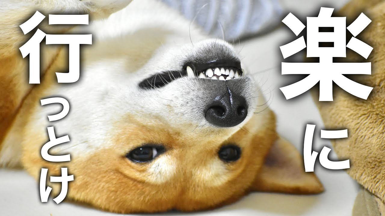 柴犬こむぎとあるじのステップ【過去の迷作一気見】