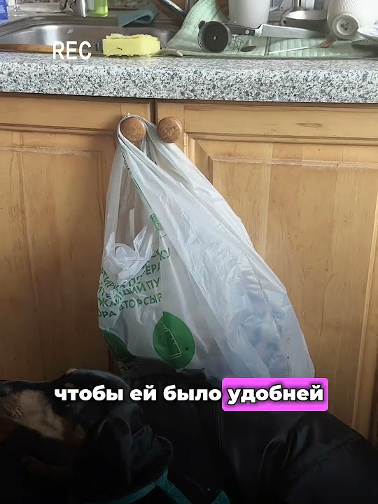 САМАЯ ХИТРАЯ СОБАКА! ТАКСА БУСЯ И НАГЛОСТЬ - YouTube