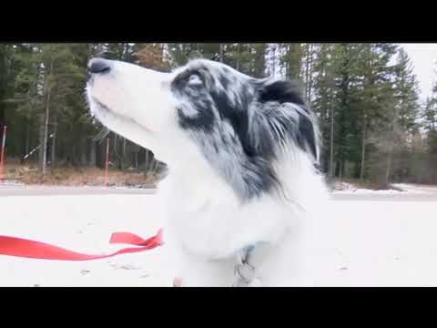 Video: Novi B.A.R.K. Ranger program omogućuje psima da istražuju nacionalne parkove