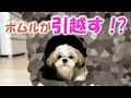 人も座れるペットハウスを犬にプレゼントしました！【シーズー】